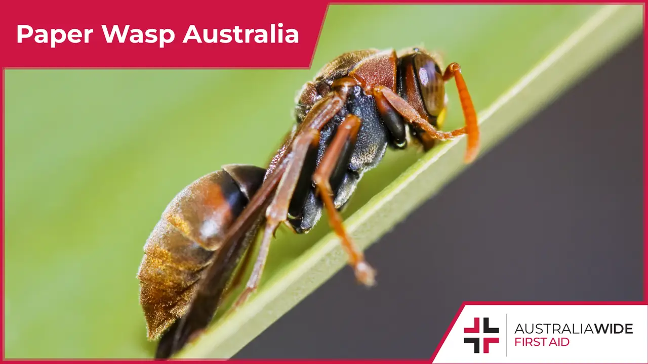 A brown Paper wasp sitting on a green leaf