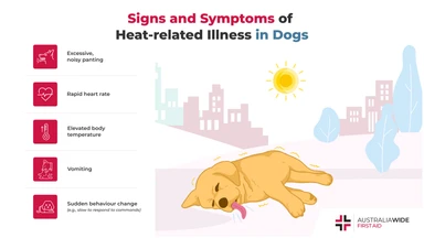 Infographic about Heat-related Illness in Dogs